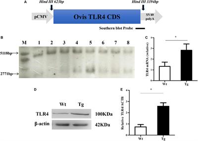 Overexpression of Toll-Like Receptor 4 Affects Autophagy, Oxidative Stress, and Inflammatory Responses in Monocytes of Transgenic Sheep